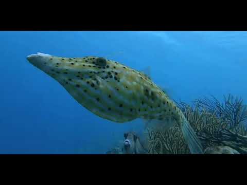 17 Odd-Shaped Swimmers C - scuba diving video