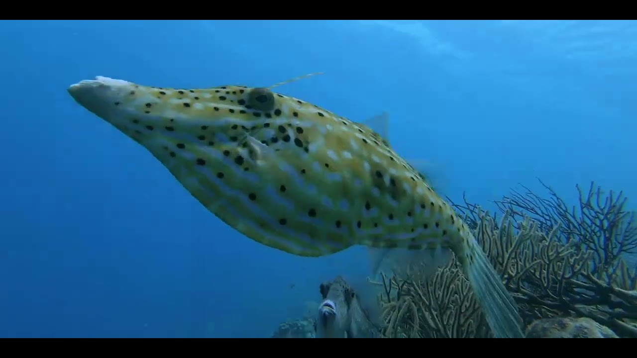 Caribbean Shark - Ray videos, genus and species.