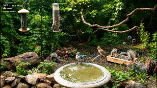 🔴 LIVE Bird Feeder Cam in 4K | Cardinals, Blue Jays & Songbirds | Highwood Park