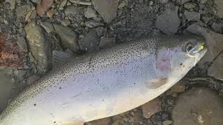 Brother first time catching mutiple steelhead Rocky River