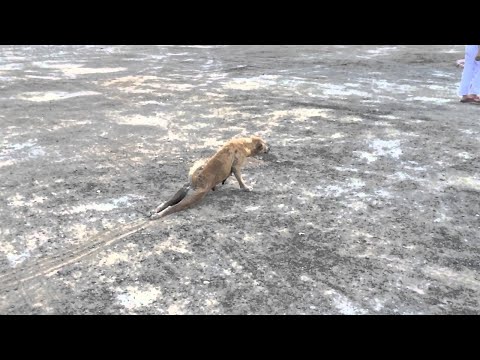 Te va păcăli și pe tine! Un c&acirc;ine este maestru &icirc;n materie de șantaj emoțional! Privește și ia lecții! (VIDEO)