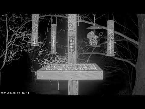 The Flying Squirrel & The Owl