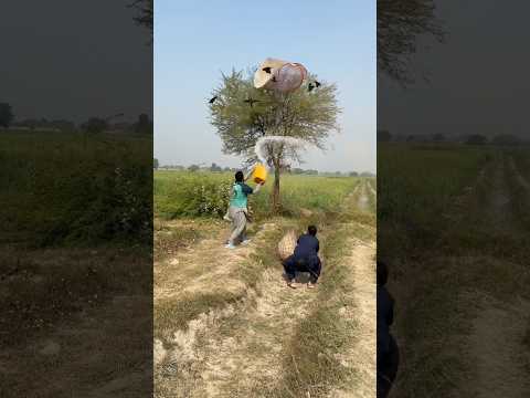 Hunting for black raven 🐦‍⬛#raven #black #farming #nest #hunting