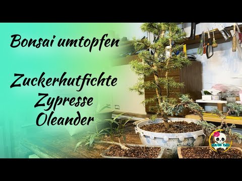 Bonsai umtopfen / Bonsai selber machen