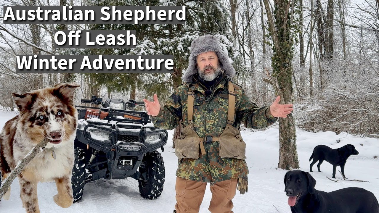 Off Leash Puppy Training Now For Reliable Adult Dog Behavior Later!