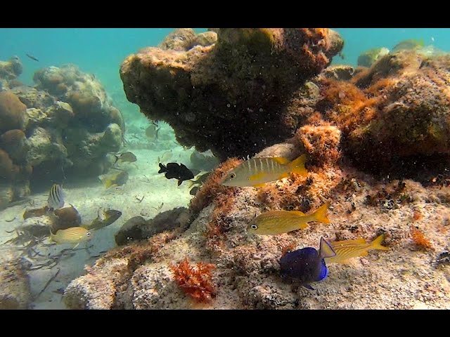 Tulum Mexico 2016 - Snorkeling and Cenotes