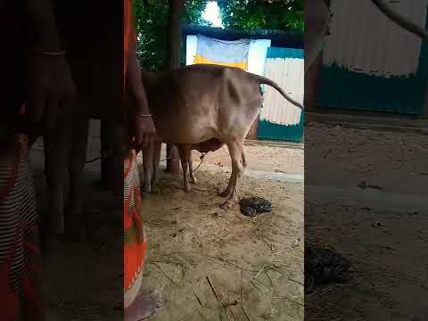 cute baby cow video cow shorts video 🐂👍🌹😜