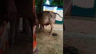 Download lagu cute baby cow video cow shorts video 🐂👍🌹😜 mp3