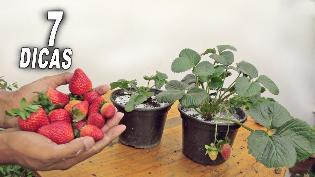 Como Cuidar de Morangos em Casa ( 7 SUPER DICAS)