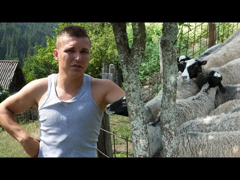 Nerminova ovca za godinu ojanjila osmero janjadi