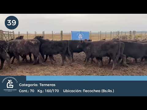 Lote Hembras Necochea Bs As