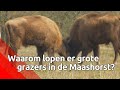 Wat doen die grote grazers in natuurgebied De Maashorst? Onze natuurvlogger legt uit.