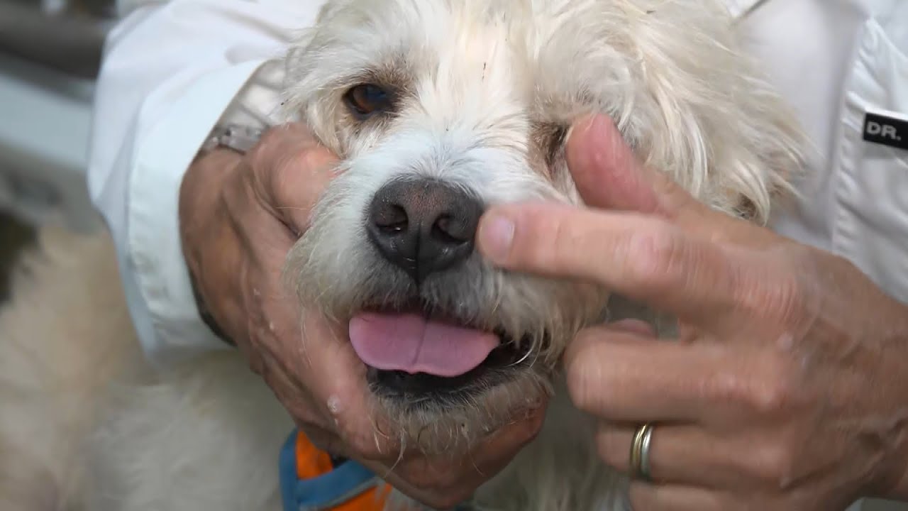 How Do You Put Sunscreen on a Dog?