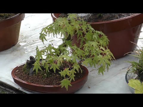 イロハモミジを地植えや鉢に植える時期と方法は？ビデオによる説明  庭園