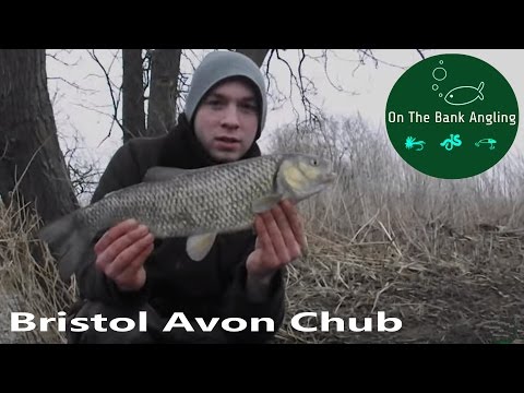 Bristol Avon Winter Chub Fishing