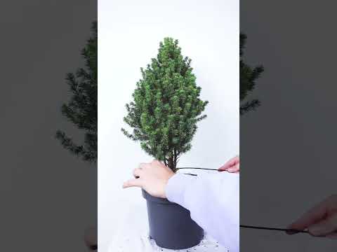 How to make a Bonsai