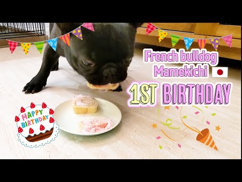 French bulldog had a cake for 1st birthday present -...