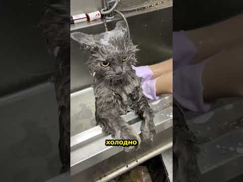 Почему Кошки Так Реагируют На Воду?