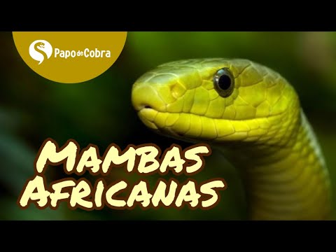 Mambas - Dendroaspis | Cobras do Mundo #1 | Papo de Cobra