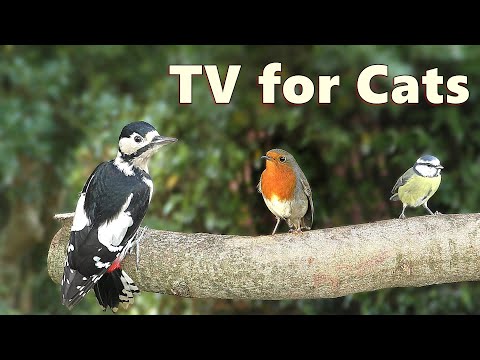 Cat TV ~ Birds for Cats to Watch Special in 4K ⭐ 8 HOURS ⭐