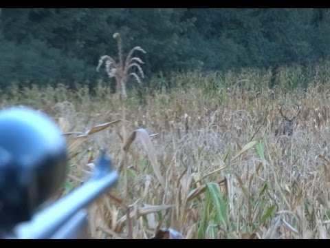Hirsch rufen während Hirschbrunft - Cerf au brame - Wabienie jelenia byka  - Calling red stag