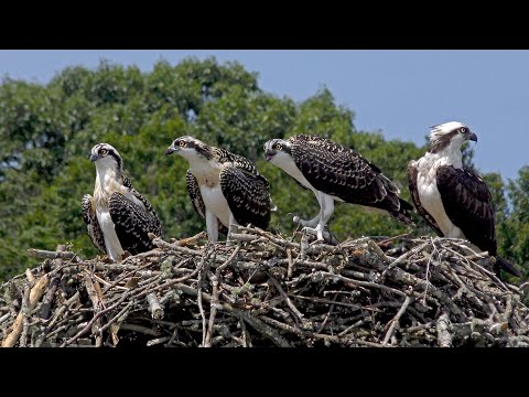 Ospreys: Part 2 - Raising three offsprings
