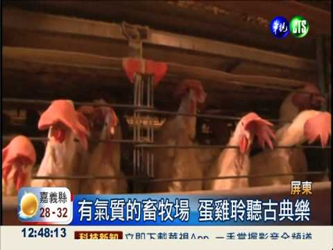 蛋雞聆聽莫札特 雞蛋飽滿產量增