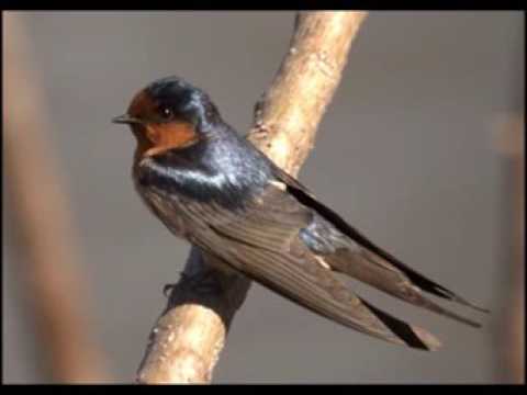 Birds Dalmatia Betina Croatia