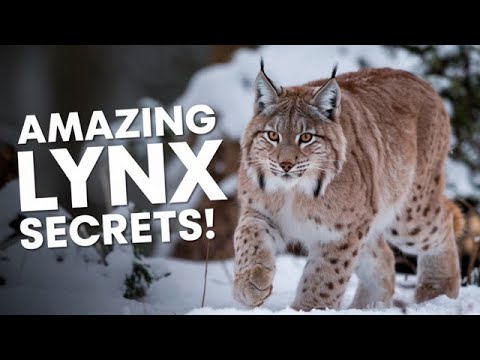 Lynx: The Mysterious Wild Cat | Amazing Facts You Didn’t Know!
