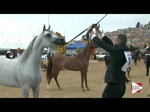 Menton 2016 - Junior Fillies Ch