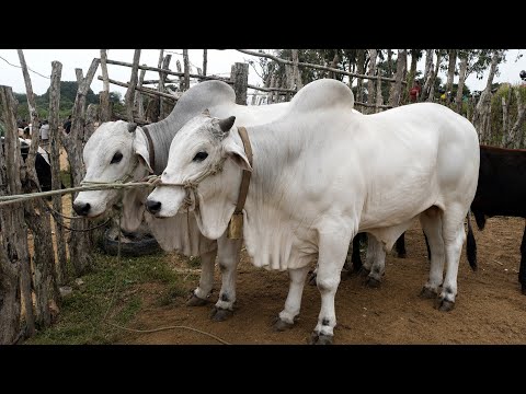 GRANDE FEIRA DO GADO DE SÃO BENEDITO CEARÁ 