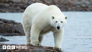 Polar bears under threat as sea ice melts in Canadian arctic - BBC News