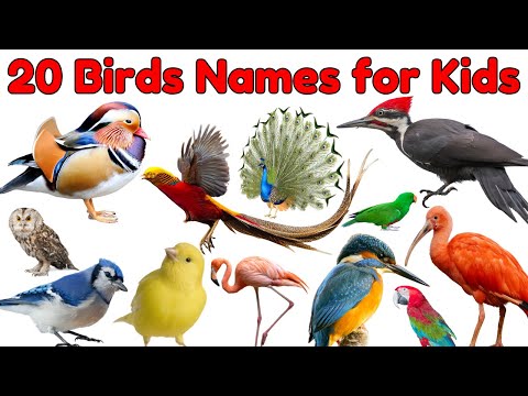 20 Birds Names for Kids | Learn Bird Vocabulary with Pictures and Sounds