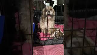 We arrived at the 24 hour emergency hospital with Mommy Mini and her 2 puppies. We arrived at the 24 hour emergency hospital with Mommy Mini and her 2 puppies.