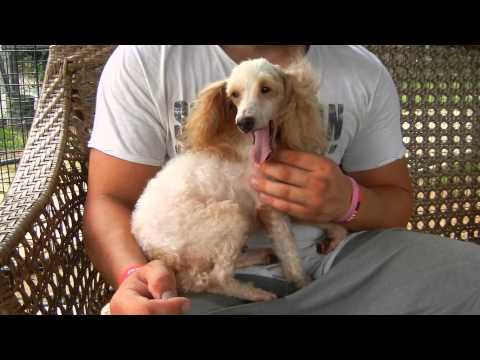 Jupiter, an adopted Poodle in Houston, TX_image-1