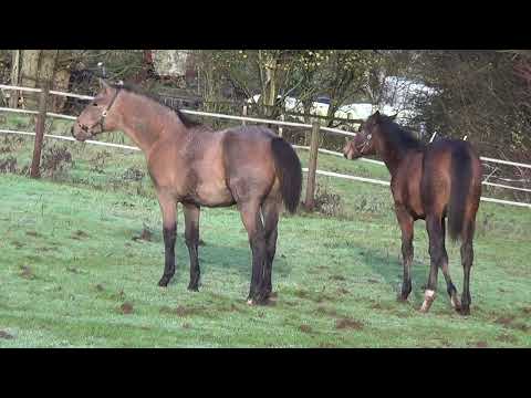 Filly foal by Ballylarkin Silver (RID) - Image 2