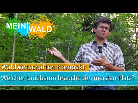 Welcher Laubbaum braucht den meisten Platz im Wald? 🌳 TOP 5-Ranking