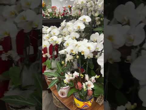 美国旧金山超市的花
