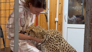 Гепард Герда утыкается носом в кофту когда ей чешут шею и не отпускает хозяй?