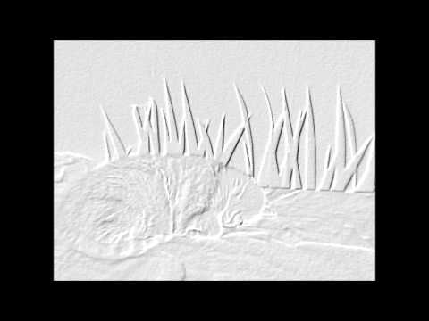 LSDF 1997 FUCK DA ZEWOOK