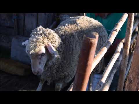 GIURGENI 72 - Mulsul Oilor (milking the sheeps) #2