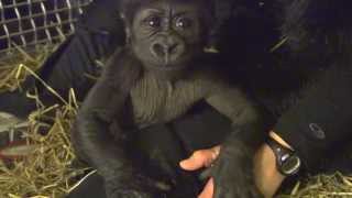 preview picture of video 'Gorillafication of Baby Gorilla Kamina Week 8 - Cincinnati Zoo'