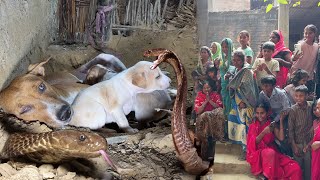 Une scène très dangereuse, c'est ce qu'on appelle « Jaako Rakhe Saiyan Maar Sake Na Koi » (Situation dangereuse) 😱