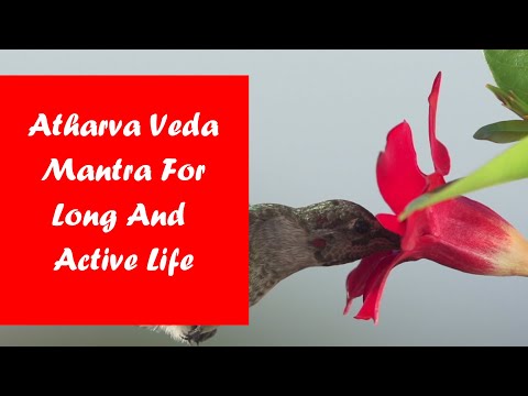 Atharva Veda Mantra For Long And Active Life