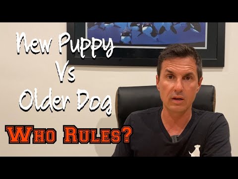 Bringing a new puppy home to an older dog?