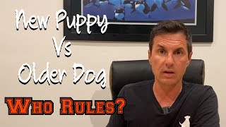 Bringing a new puppy home to an older dog?