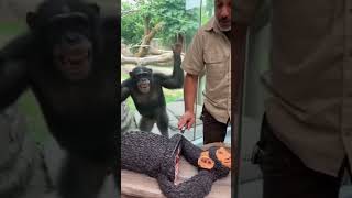 Download lagu #animallove #aicinema #veo3 #bearfriend #funnyai #unexpectedmoments #comedyshort #asmr #catandbaby mp3 Download lagu #animallove #aicinema #veo3 #bearfriend #funnyai #unexpectedmoments #comedyshort #asmr #catandbaby mp3