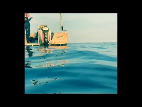 Raie Mobula filmée au large de la ville de Nice, juillet 2019