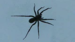 preview picture of video 'SNOW  SPIDERS.wmv'