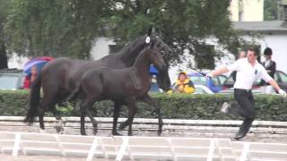 Video of Ravenstein